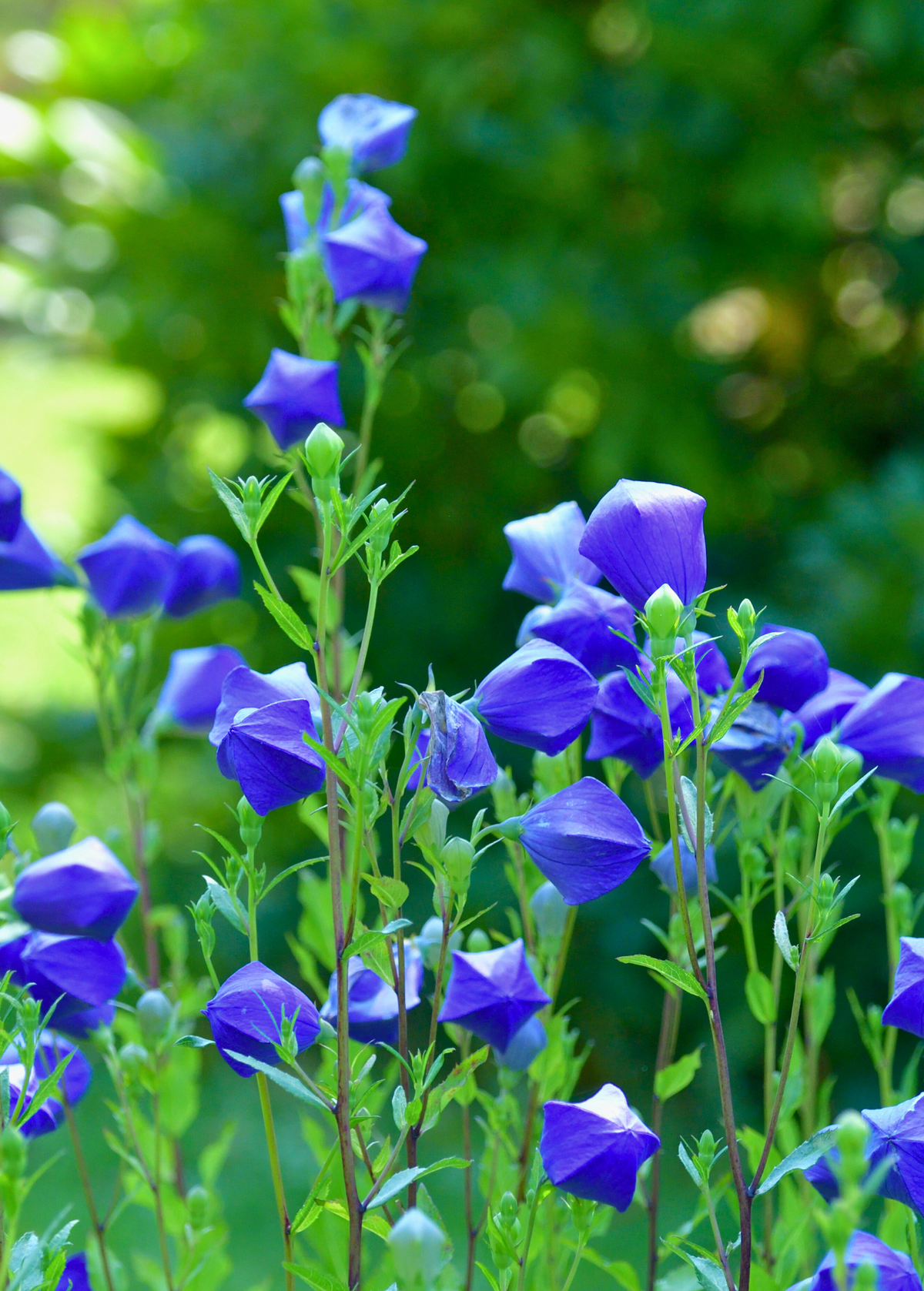 Balloon Flower Plant Live Perennial Blue-Violet Blooms Platycodon grandiflorus Medicinal Herb