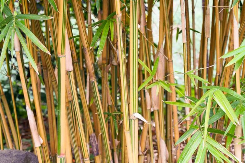 Bambusa Alphonse Karr Clumping Bamboo | Golden Hedge | Live Division for Privacy Screen & Windbreaks | Non-Invasive Fast Grower