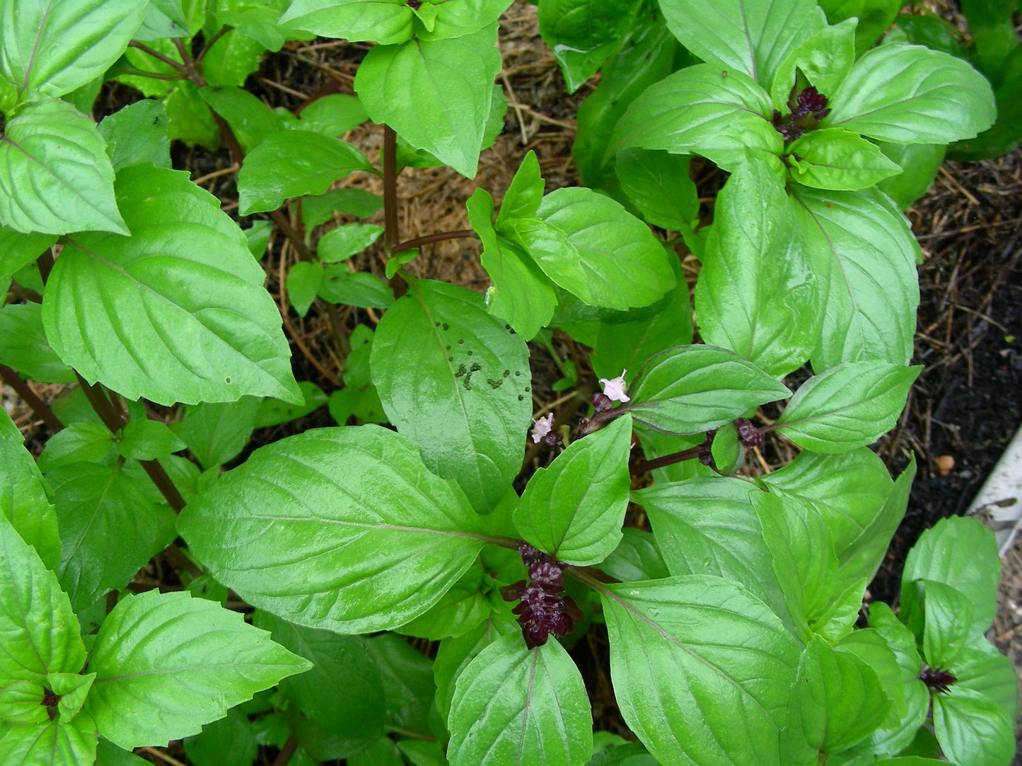 Thai Basil Live Plants – 10-Inch Bareroot, Hung Que Variety, Anise-Scented Herb for Cooking, Pho, Garden, Ocimum basilicum var. thyrsiflora