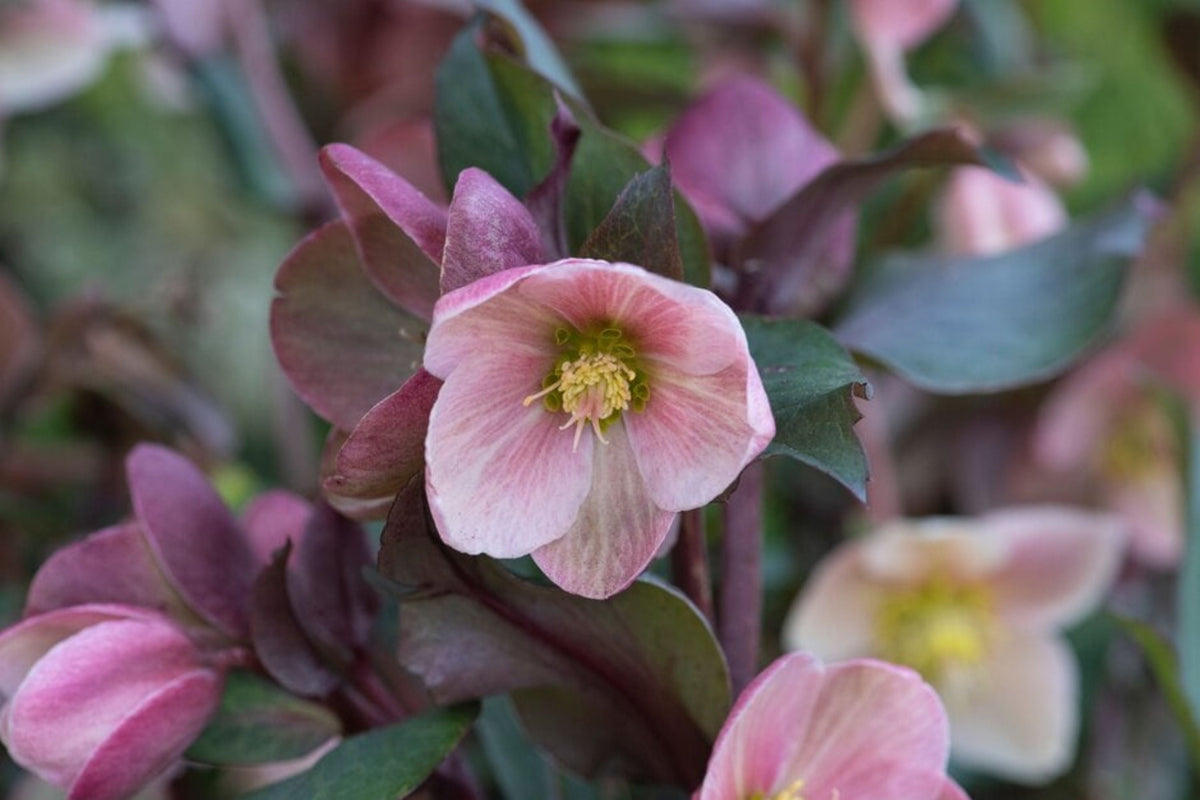 Hellebore Frosty Rose Gal Size Plant | Helleborus x hybridus | Shade Perennial with Pink Double Flowers