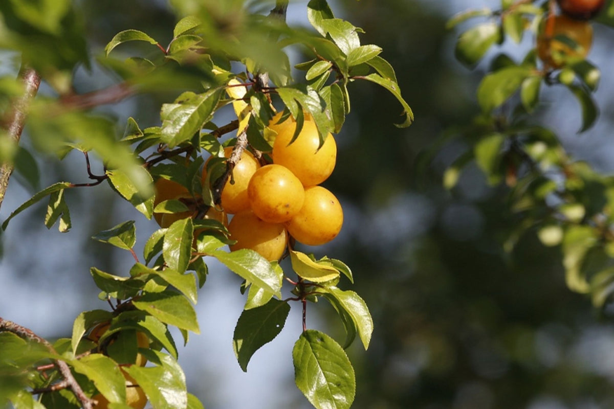 Yellow Plum Tree – Live Rooted Tree, Golden Fruit, Prunus domestica, Up to 2ft Tall, Bareroot, Fruit-Bearing, Easy to Grow