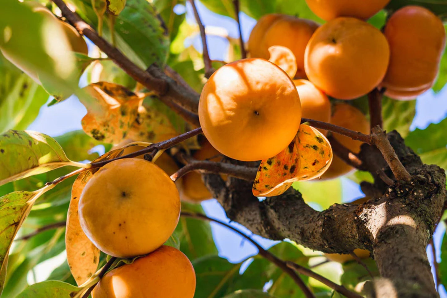 Fuyu Persimmon Tree – Non-Astringent, Sweet Fruit, Bareroot, Diospyros kaki, Ready to Plant, Home Orchard, Cold Hardy