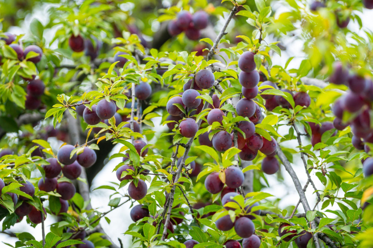 Santa Rosa Plum Tree – 1 Bareroot Fruit Tree Prunus salicina, Juicy Red-Purple Plums, Home Orchard, Easy Planting