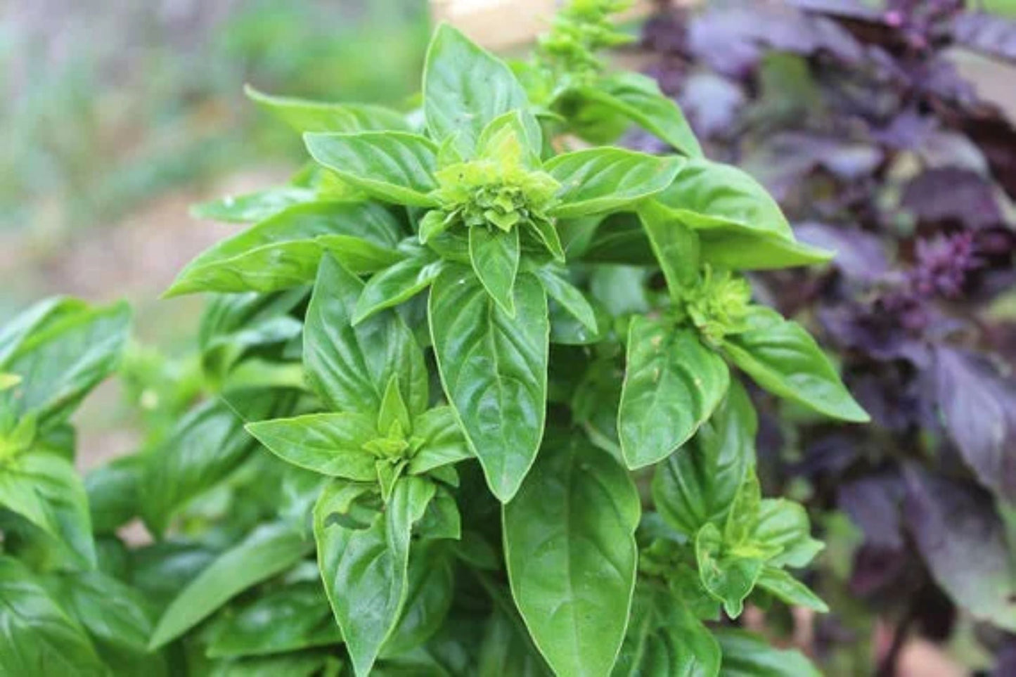 Sweet Italian Basil Live Plant – Multiple Rooted Bundles, Organic Herb for Cooking, Pesto, Indoor & Outdoor Growing, Ocimum basilicum