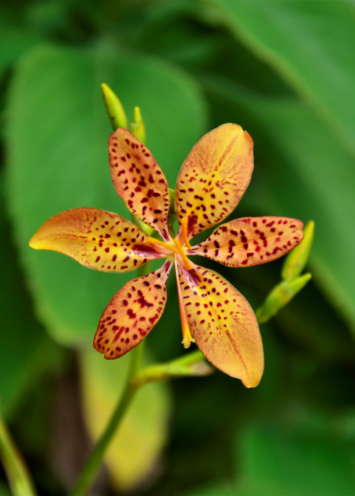 Blackberry Lily Plant - Ornamental Perennial with Spotted Orange Flowers and Black Seedpods (Iris domestica)