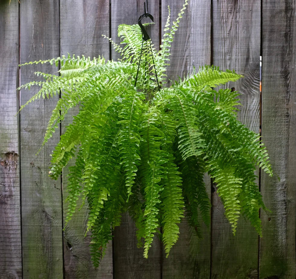 Set of 4 Boston Fern Plants, 8-Inch Indoor/Outdoor Air-Purifying Ferns, Nephrolepis exaltata