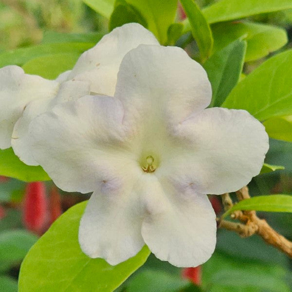 Lady of the Night Plants – 3 Bare Root Brunfelsia americana Tropical Shrubs with Fragrant Night Blooms, White Flowers, Rare Perfume Plant