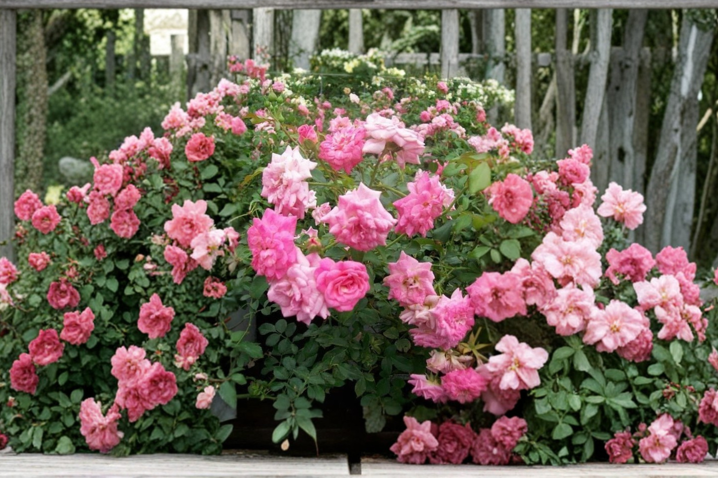 Sweet Drift Pink Rose Live Plant – 3 Gallon Ground Cover Rose Bush with Double Pink Blooms, Compact Spreading Shrub, Full Sun, Rosa ‘Sweet Drift’