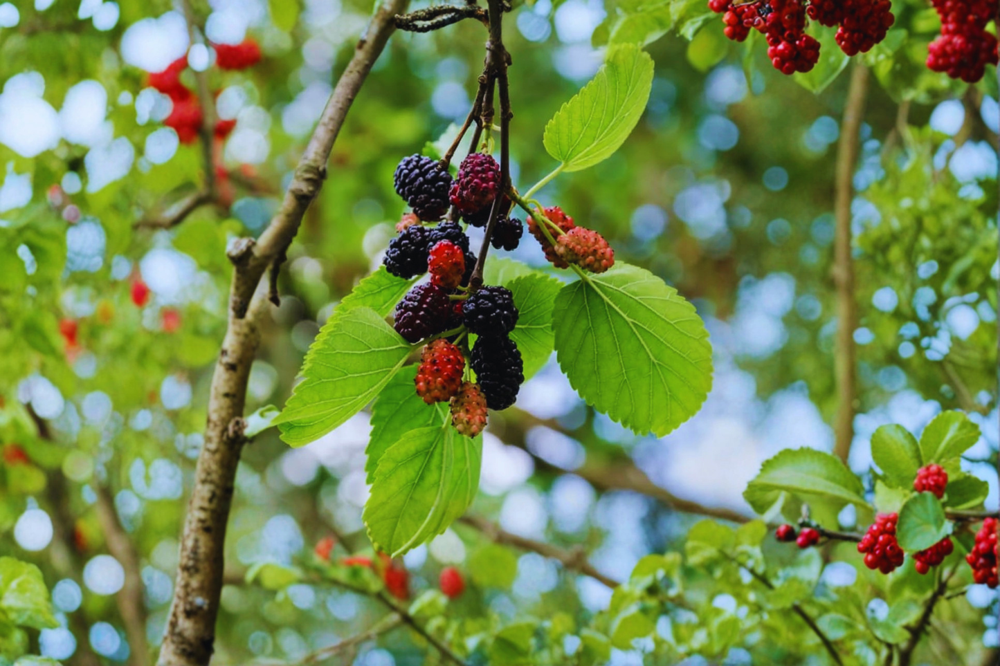 Fruitless Mulberry Tree 8-9 Ft Live Plant, Deciduous Shade Tree for Garden, Landscape, Full Sun, Morus alba