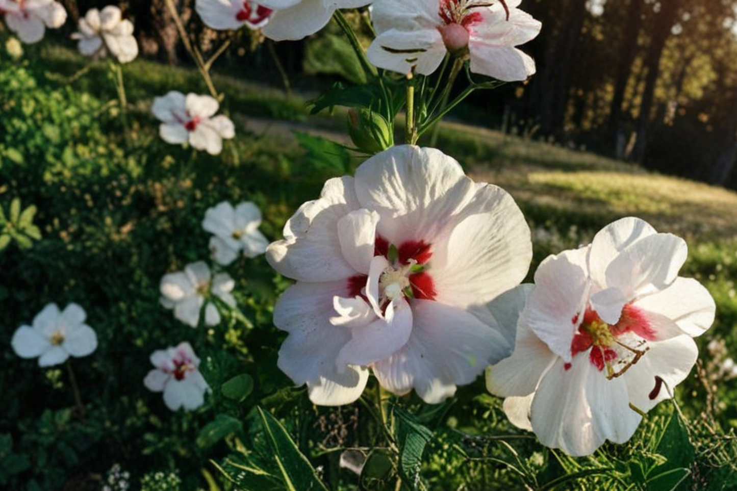 Double White Rose of Sharon Hibiscus Shrub 3 Gal Live Plant, Hardy Flowering Bush for Landscaping & Garden