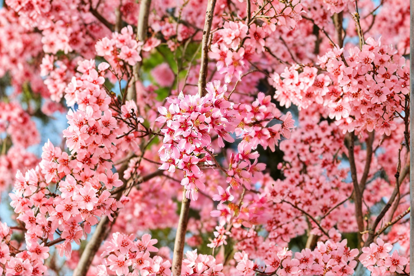 Okame Flowering Cherry Tree Live Plant 4-6 ft Pink Bloom Ornamental Tree Prunus incam for Garden Landscape