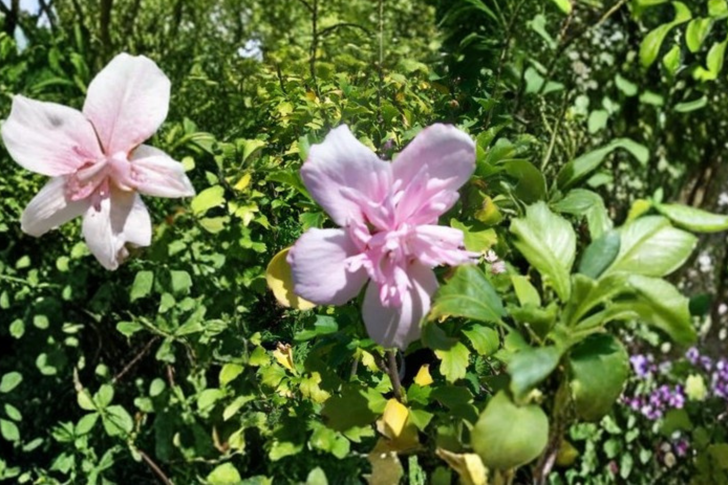 Double Pink Rose of Sharon Live Plant 3 Gal Hibiscus syriacus Flowering Shrub for Garden Landscape