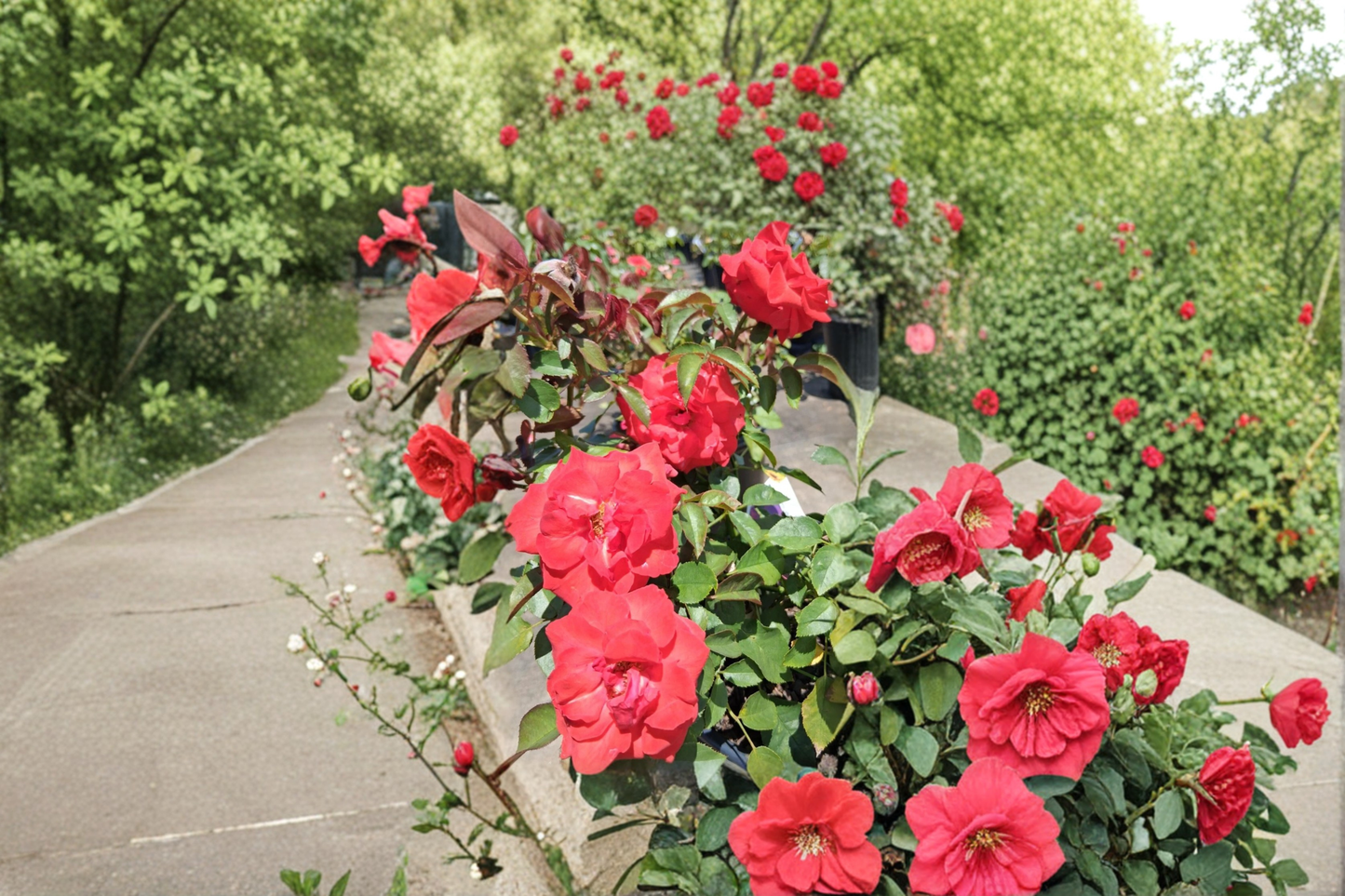 High Society Climbing Rose Plant 2 Gal – Deep Pink Blooming Vining Rose Bush for Garden Trellises & Landscaping