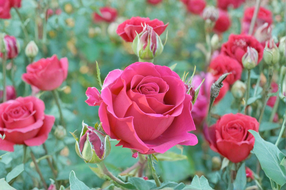 Hybrid Tea Rose Plant 5 Gal Deep Pink Blooms Rosa 'Voluptuous' Live Rose Bush for Garden Landscaping