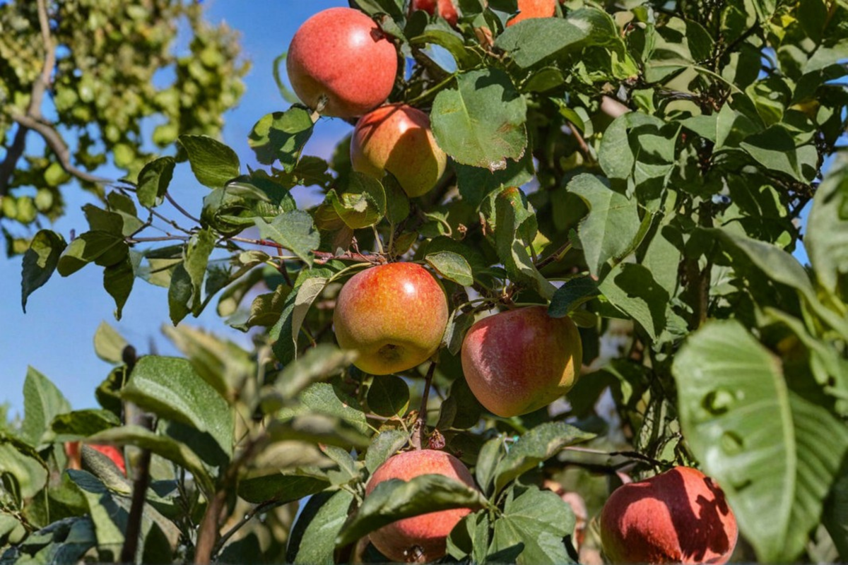 Fuji Apple Tree 4-6 Ft Live Plant in 5-Gallon Container, Deciduous Fruit Tree, Malus domestica, Sweet Juicy Apples, Full Sun, Backyard Orchard