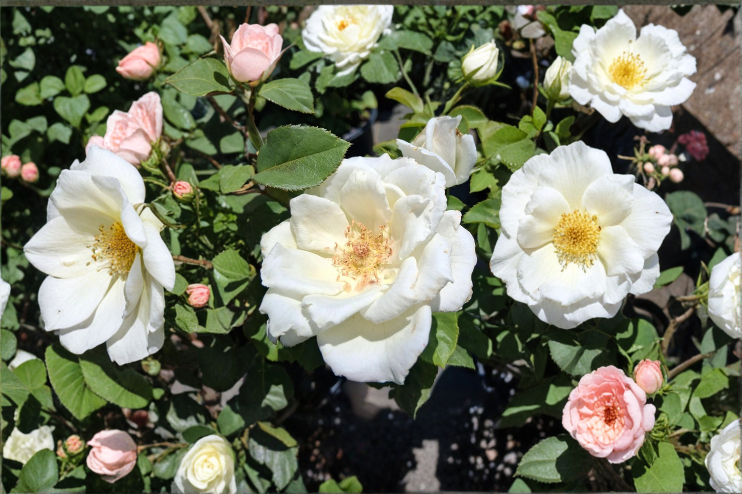 White Lightnin Grandiflora Rose Bush 2-Gallon Live Plant, White Blooming Rose for Garden Landscape, Flowering Outdoor Shrub
