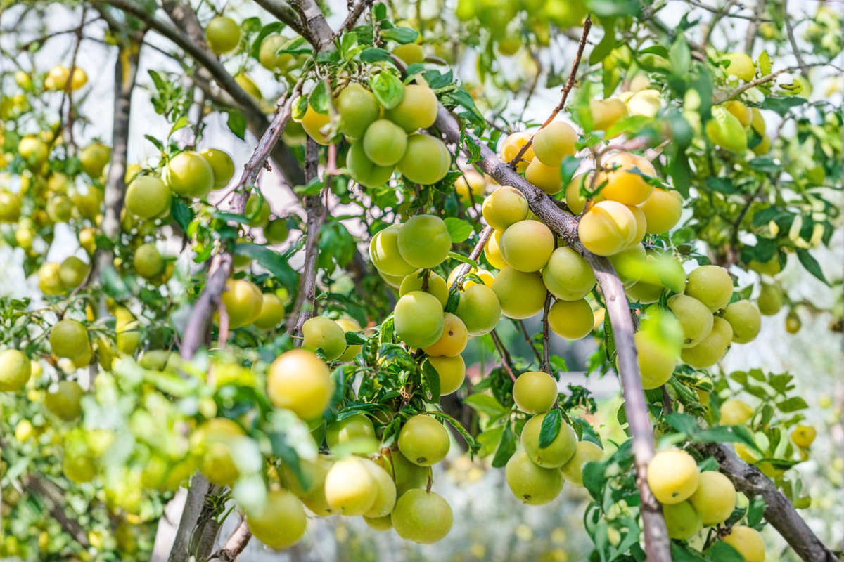 Green Gage Plum Tree 4-6 Ft Live Plant, European Deciduous Fruit Tree for Garden, Backyard Orchard, Full Sun, Well-Drained Soil