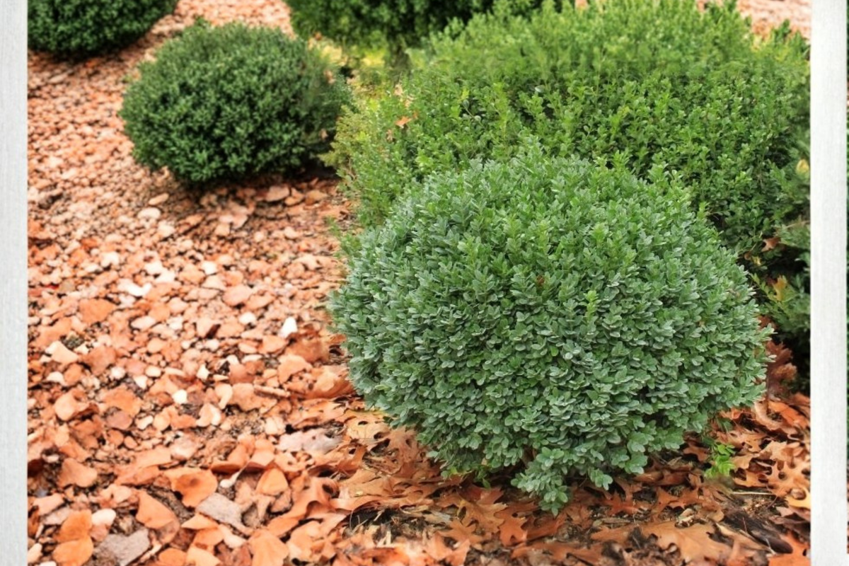 Dwarf Yaupon Holly 3 Gal Live Plant – Evergreen Shrub for Hedge, Border, Landscape – Ilex vomitoria