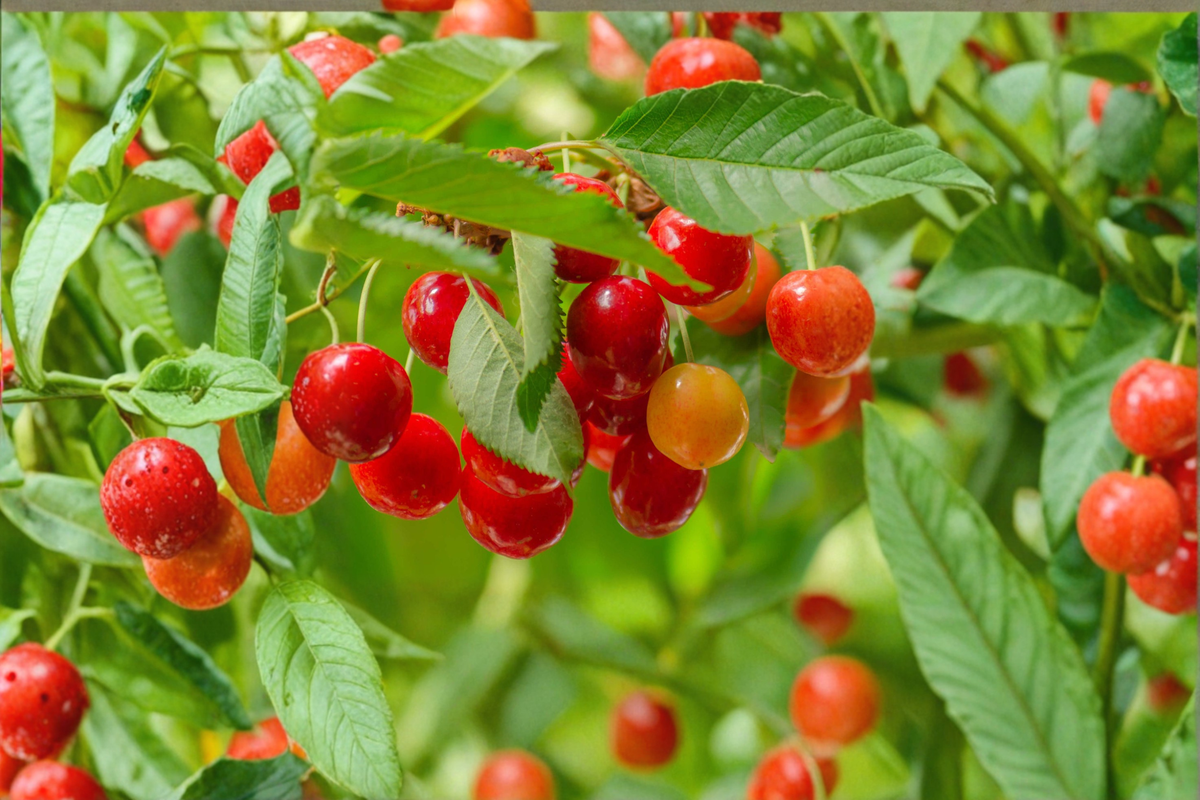 Lapins Cherry Tree Live Plant – 4 ft, Sweet Fruit, Prunus avium, Home Garden, Outdoor Plant