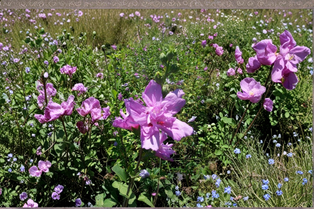 Purple Hibiscus Rose of Sharon Live Plant, 1 Gallon, Double Purple Flowers, Hibiscus syriacus, Outdoor Garden Shrub