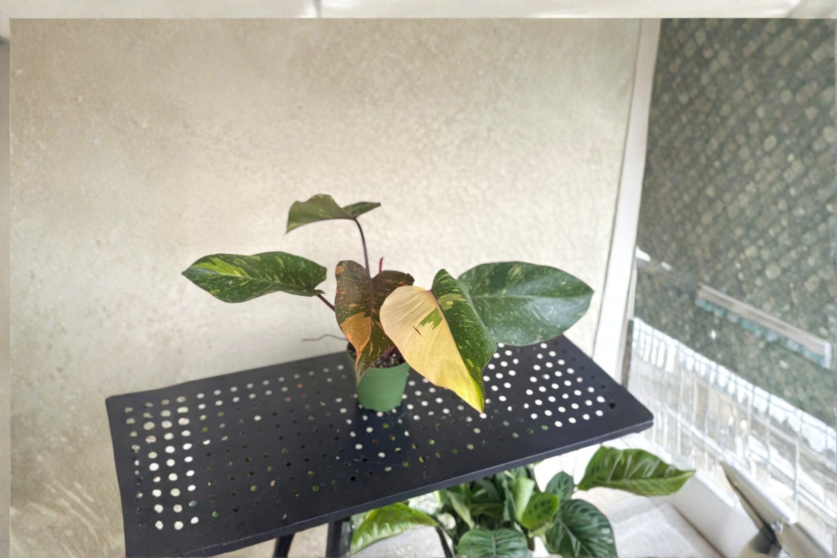 Philodendron Orange Princess Live Plant – Variegated Tropical Houseplant, Rare Indoor Foliage, Rooted Plant, Bright Indirect Light