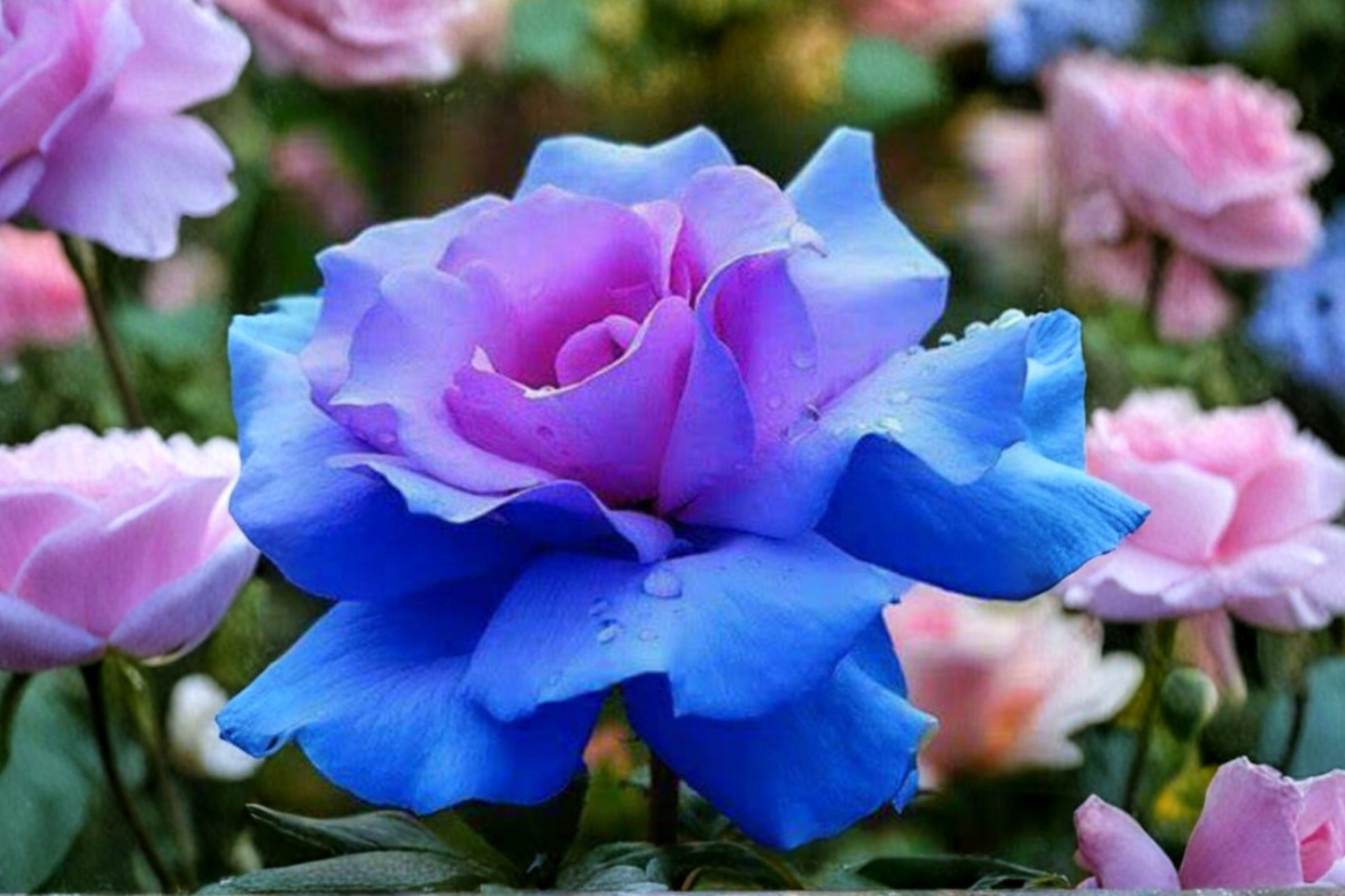 Blue and Purple Rose Seeds – 30 Seeds, Ornamental Flowering Shrub, Rosa spp., Outdoor Garden Plant