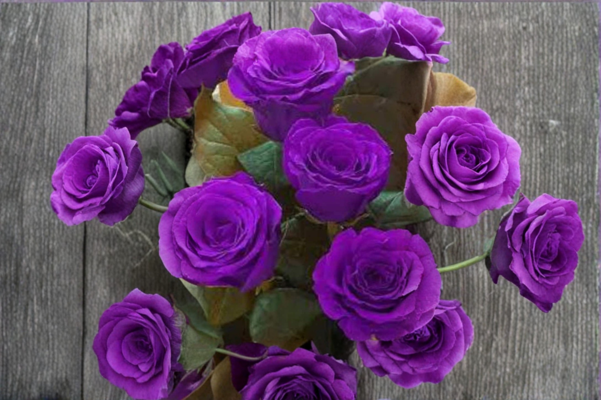 English Dark Purple Rose Seeds - Ornamental Flower Bush for Outdoor Garden Planting - Rosa spp.