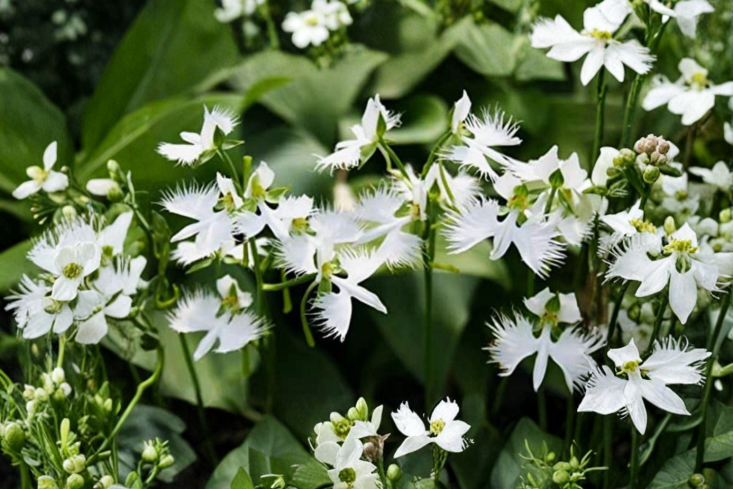 White Dove Egret Flower Seeds – Ornamental White Papery Blooms, Habenaria radiata, 10 Seeds for Garden & Collection