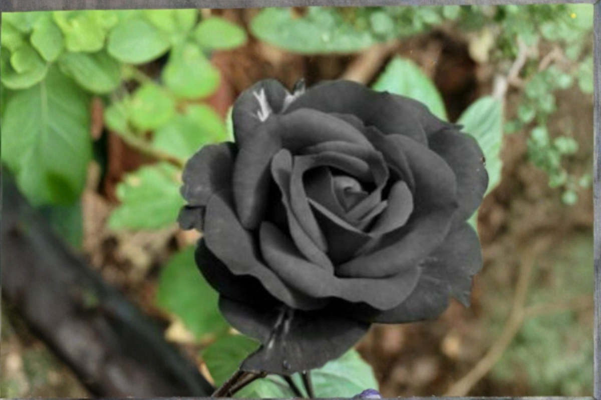 English Dark Purple Rose Seeds – 20 Flowering Shrubs for Ornamental Gardens & Landscaping, Rosa spp.