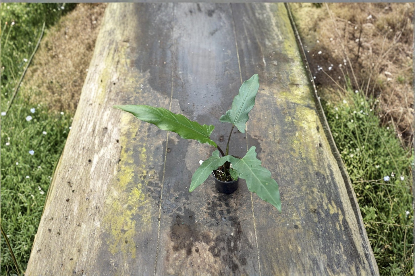 Alocasia Lauterbachiana Live Plant | 4 Inch Pot | Tropical Elephant Ear Foliage | Scientific Name: Alocasia lauterbachiana