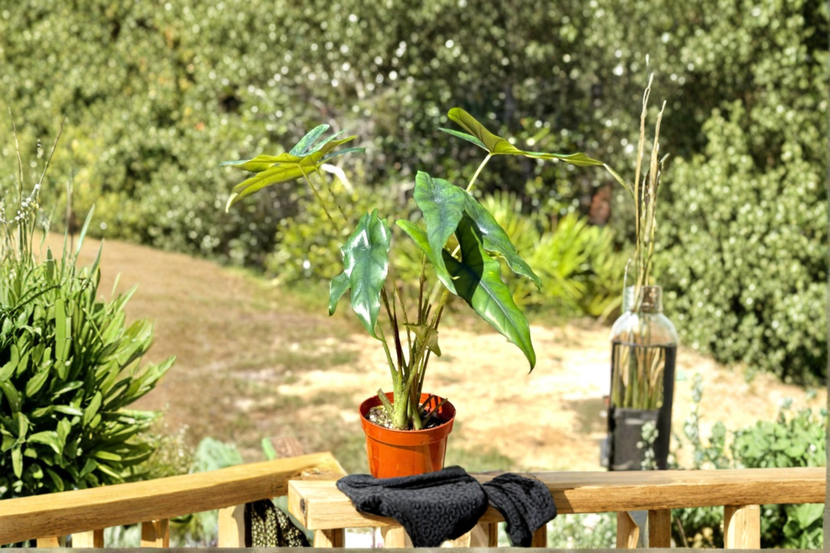 Alocasia Princeps Live Plant – Rooted Tropical Houseplant in 4-Inch Pot, Rare Indoor Foliage, Elephant Ear, Bright Indirect Light