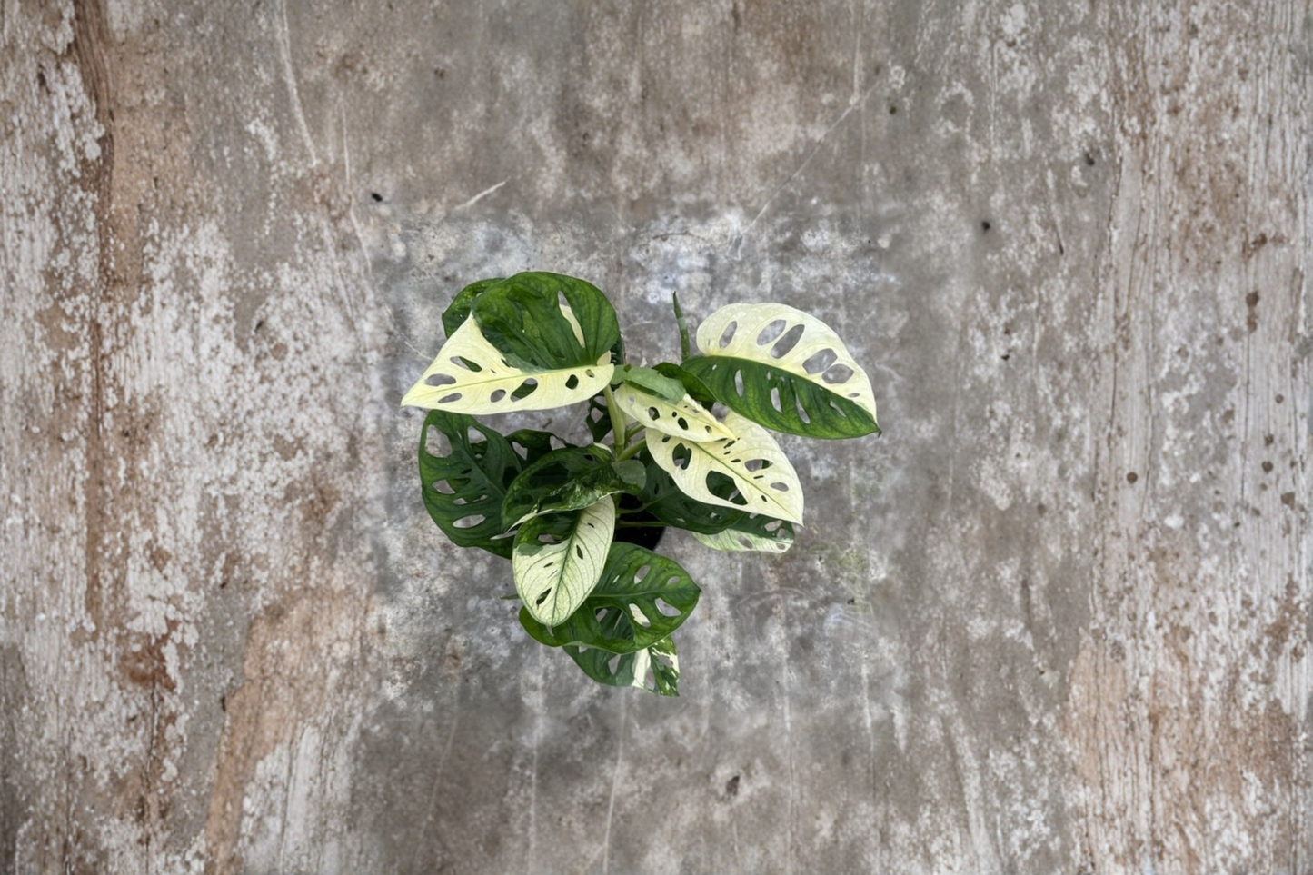 Monstera Adansonii Albo Live Plant, Variegated Swiss Cheese Monstera, Tropical Houseplant in 4 Inch Pot