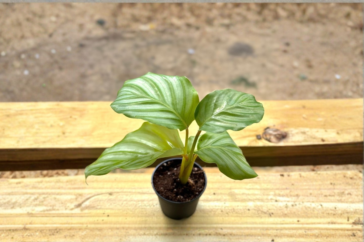 Calathea Orbifolia Live Plant – 2 Inch Pot, Tropical Indoor Houseplant, Green Foliage, Prayer Plant, Compact Decorative Plant