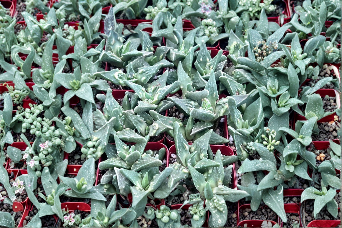 Succulent Plant, 2 Inch Pot, Tiger Jaws, Faucaria tigrina, Indoor Outdoor Desert Succulent, Unique Houseplant