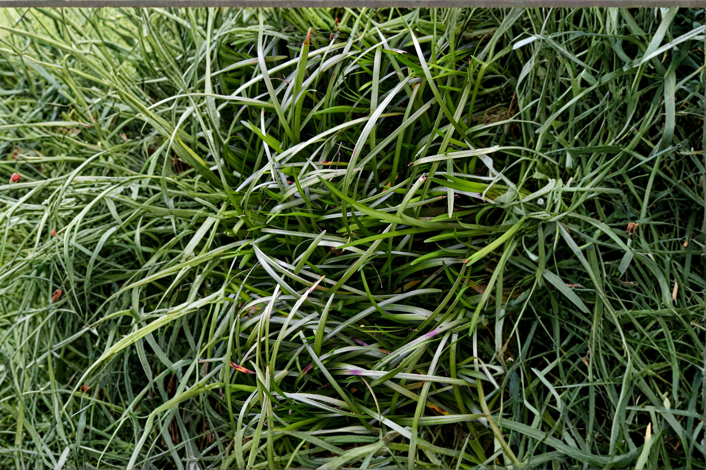 50 Bare Root Mondo Grass Plugs – Ophiopogon japonicus Ground Cover Plants