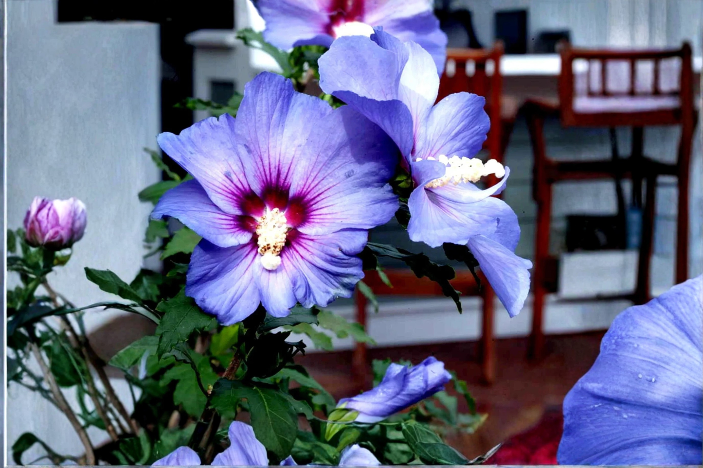 Madagascar Hibiscus Starter Live Plant – Hibiscus moscheutos – Rooted Perennial for Ornamental Gardens