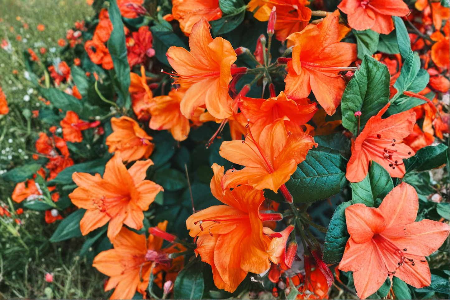 Mandarin Lights Orange Azalea Starter Plant – Deciduous Rhododendron – Live Nursery-Grown Shrub