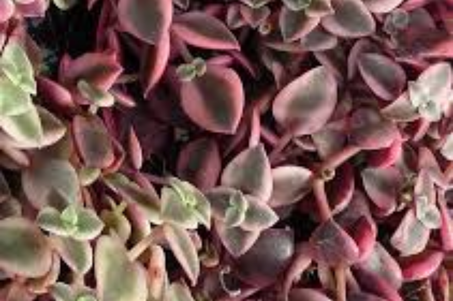 Calico Kitten Succulent Live Plant in 2 Inch Pot – Crassula pellucida Variegata