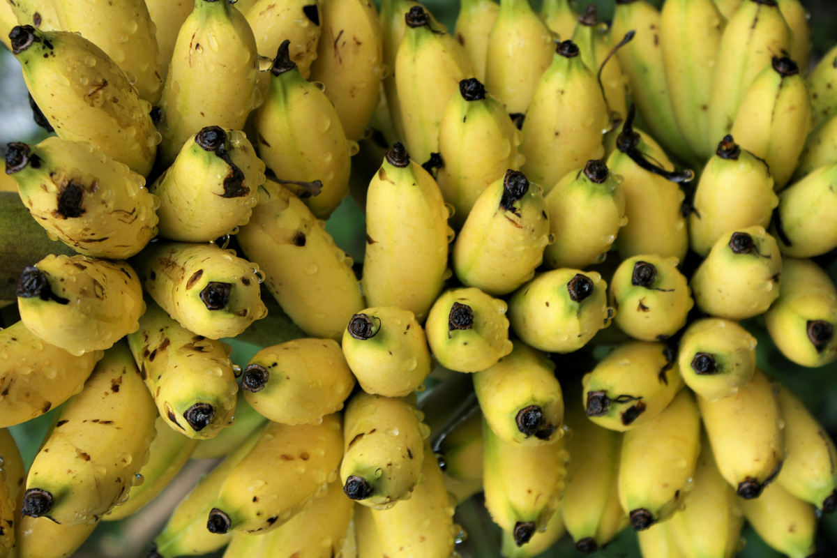 Chinese Dwarf Yellow Banana Live Starter Plant – Musella lasiocarpa Golden Lotus