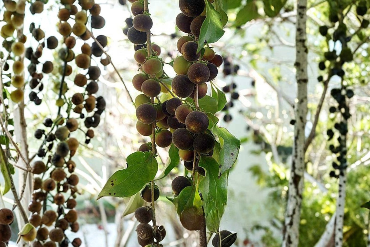 Black Velvet Gooseberry Live Plant – Worcesterberry Hybrid – 1 Starter Plant