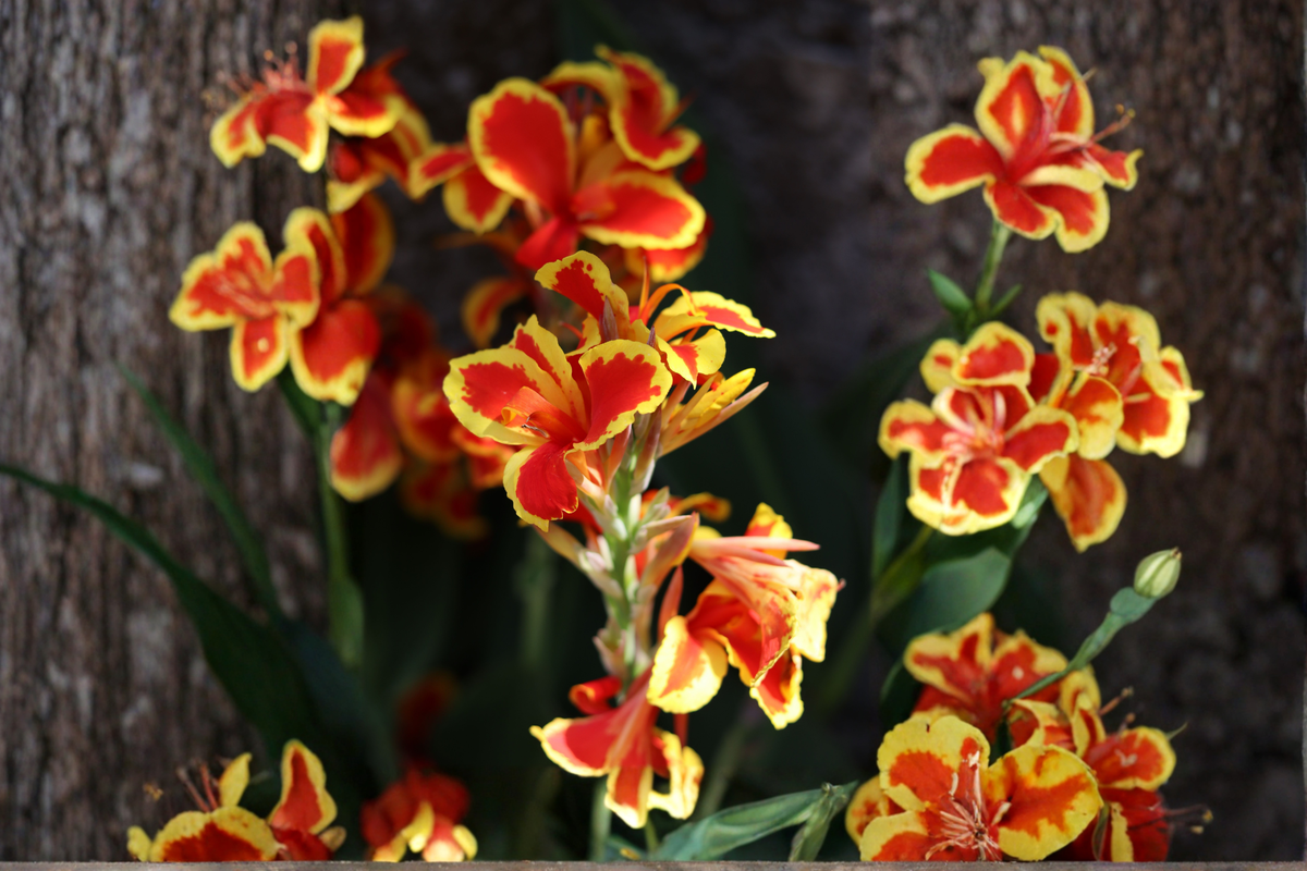Red Gold Flame Canna Lily Live Starter Plant – Vibrant Tropical Ornamental
