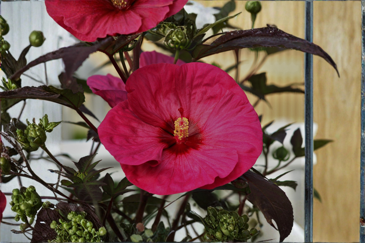 Summer in Paradise Hardy Hibiscus Live Plant in 2.5-Inch Pot | Hibiscus moscheutos