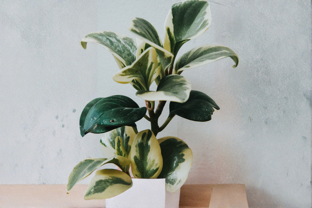 Hoya Krimson Queen Tricolor Live Houseplant – 4-Inch Pot – Hoya carnosa 'Krimson Queen'