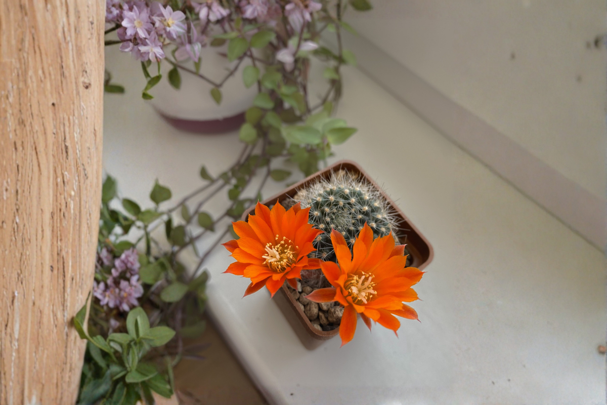 Rebutia minuscula Live Cactus Plant – Rare Succulent Collector Specimen