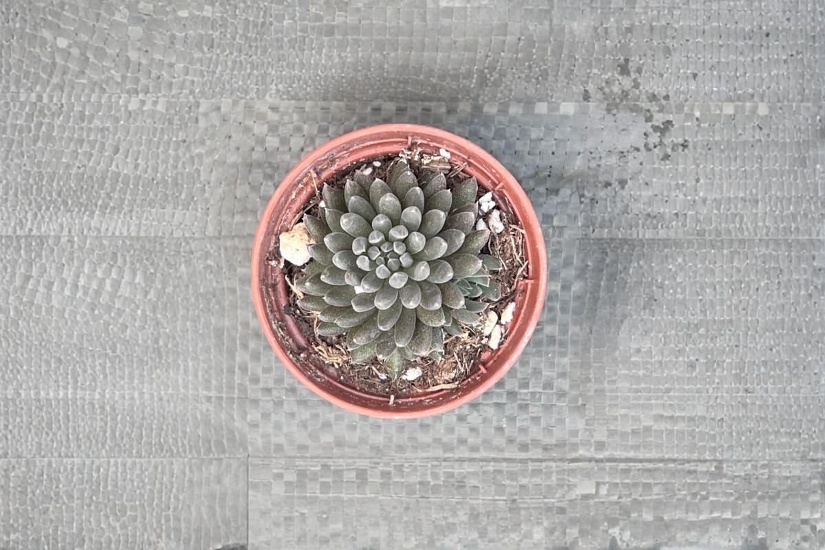 Black Sea Urchin Succulent Live Plant, Sinocrassula yunnanensis, 4-Inch Pot, Rare Dark Foliage Indoor Houseplant