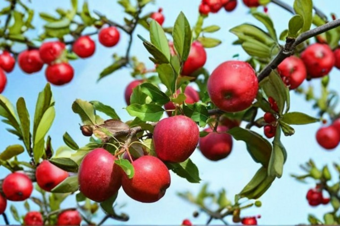 Jonathan Apple Tree Live Plant – 4-6 Ft Fruit Tree with Bright Red Apples, Malus domestica, for Home Garden & Backyard Orchard