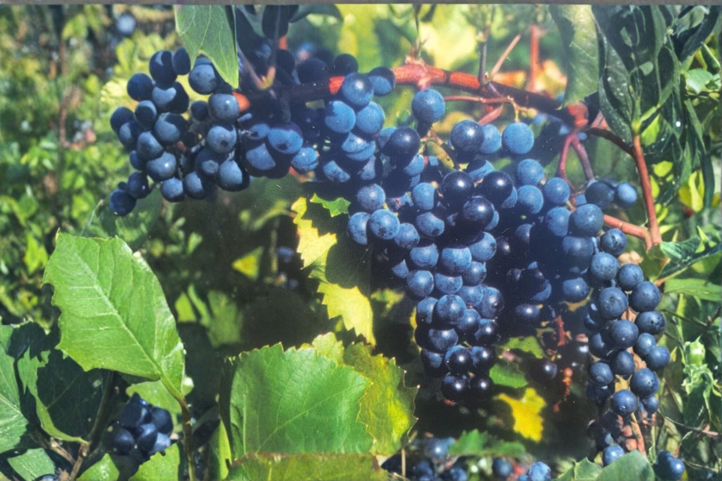 Concord Grape Vine Live Plant 2-Gallon Pot Climbing Fruit Vine for Garden Trellis Vineyard Vitis labrusca