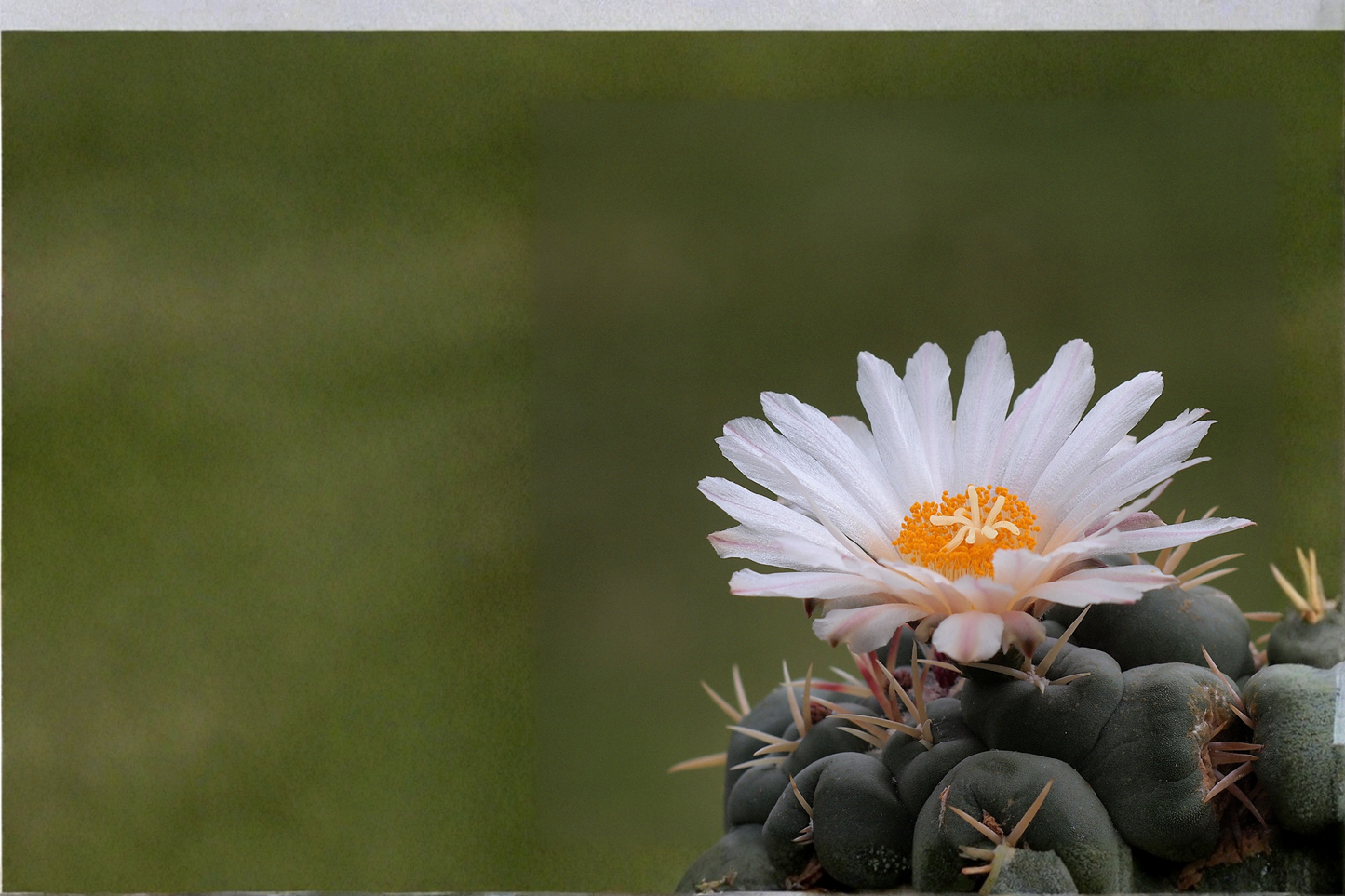 Thelocactus lloydii Seed Grown Live Cactus - Rare Succulent Specimen Plant