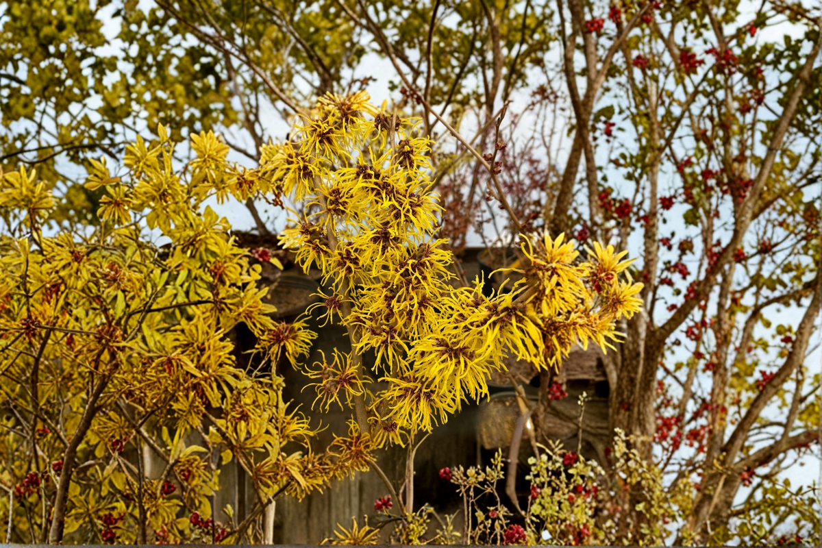 Astro Man Witch Hazel Live Plant Bare Root - Hamamelis mollis 'Astro Man' Yellow Winter Flowering Shrub
