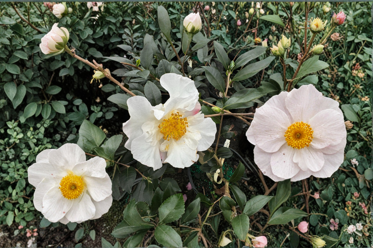 Daydream Camellia Live Plant 1 Gallon Pink Fall Blooming Evergreen Shrub Camellia sasanqua